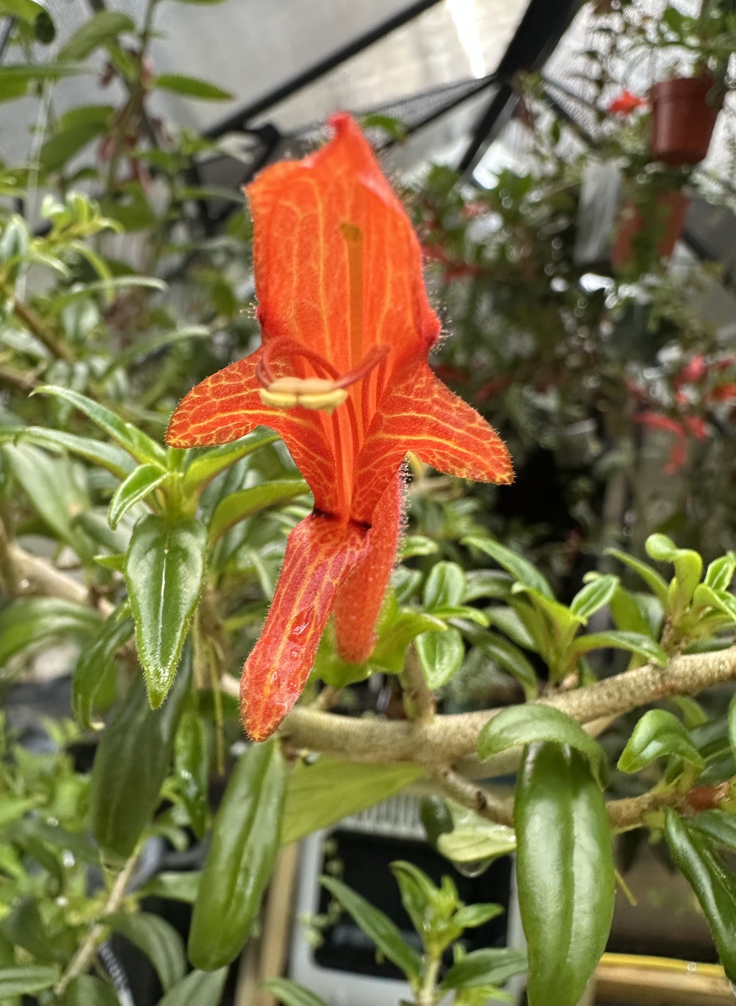 http://www.cloudjungle.com/cloudjungle/gesneriaceae/columnea/columnea Melissa flower throat.jpeg